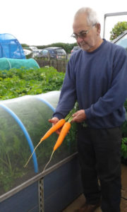John Keatings pulling his carrots in July