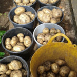 John and Margarets harvest of Potatooes