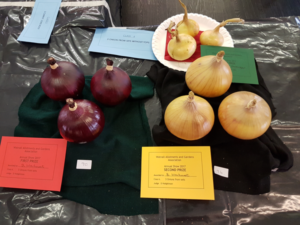 3 onions from sets