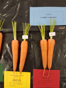 2 carrots, long rooted